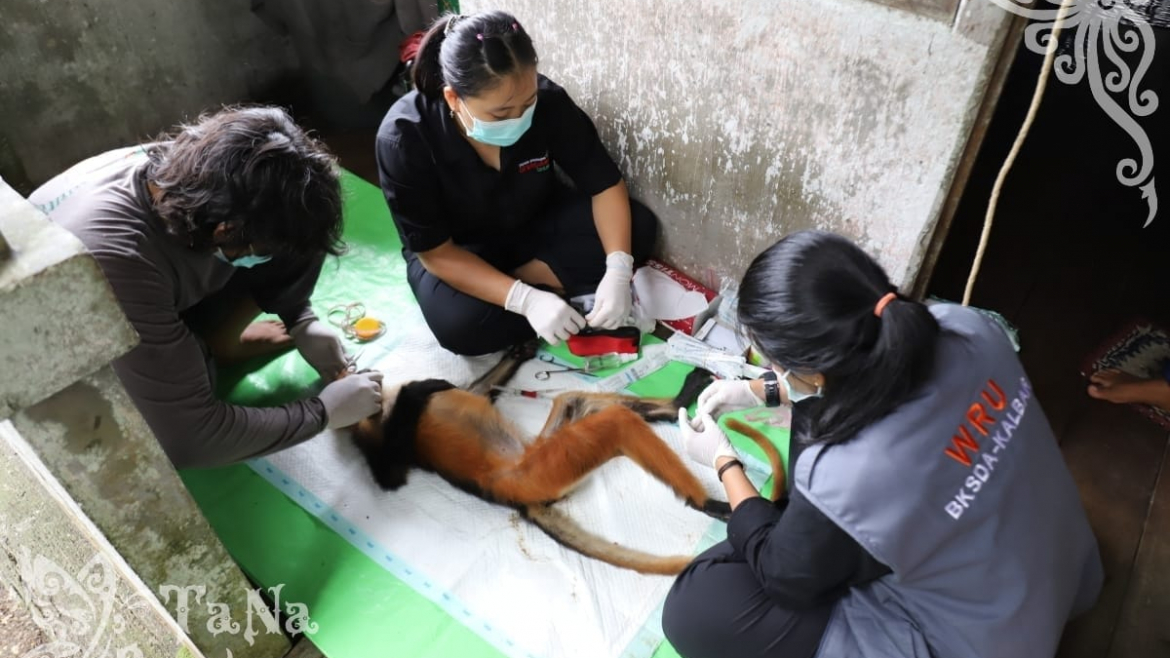 Tim Gabungan Melakukan Pengambilan Sampel Ekologis Bagian Satwa untuk Memastikan DNA Lutung Sentarum