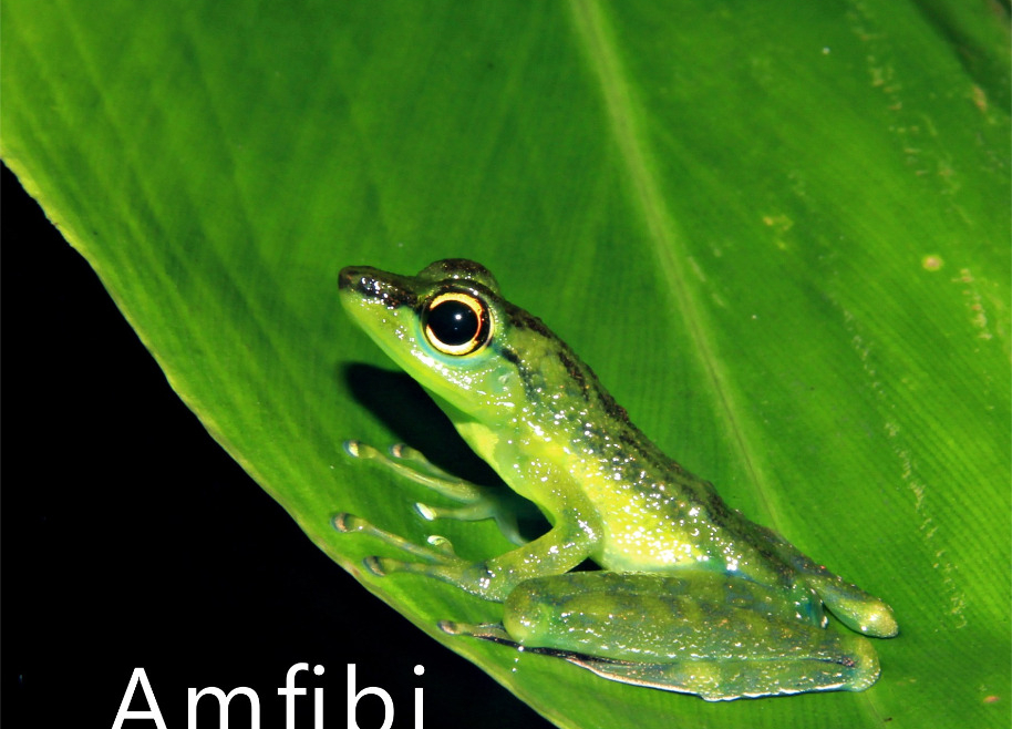Ampibi Taman Nasional Betung Kerihun