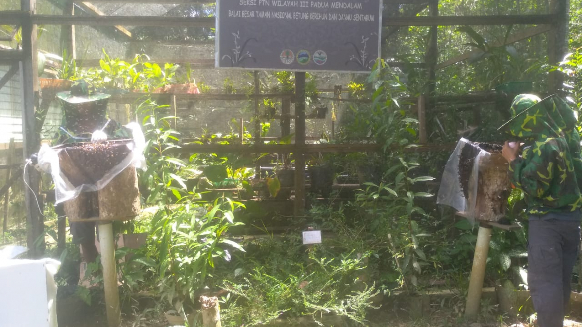 Budidaya Lebah Kelulut SPTN WIlayah III Padua Mendalam