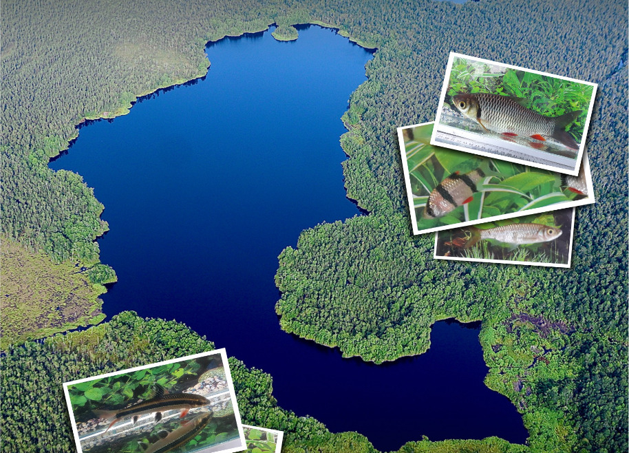 Ikan Air Tawar Danau Sentarum