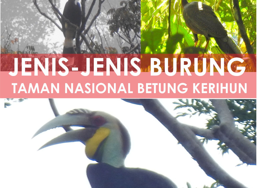 Jenis Burung di TNBK